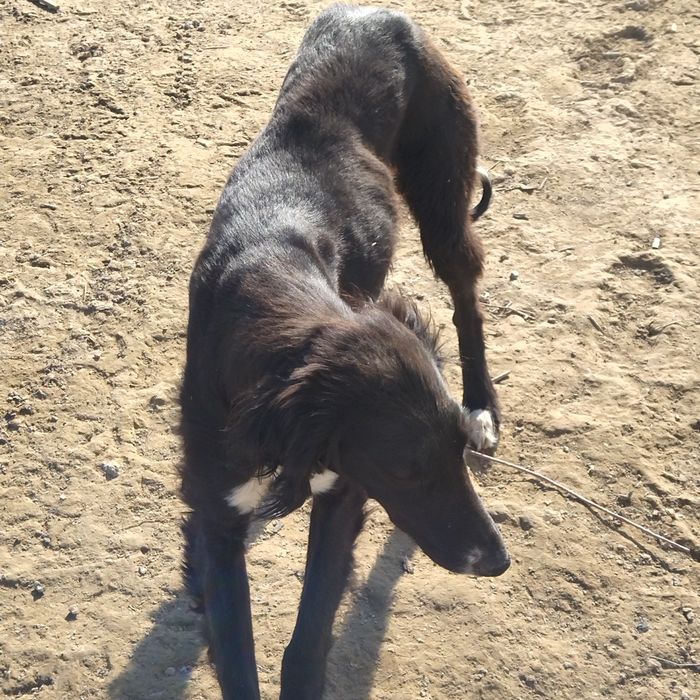 Тазы Ит сатылады