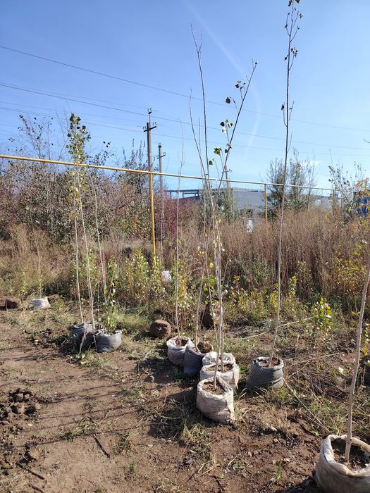 Тополя, тополь, клен