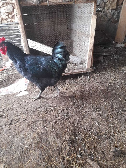 Астролом млади петли 5 броя село спахиево.