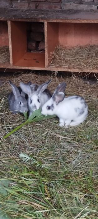 Продам кролчат серый великан