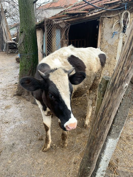 Продавам женско теле на осем месеца!