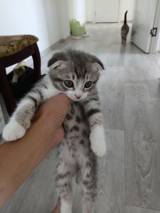 Котята весло ухи хороший руки