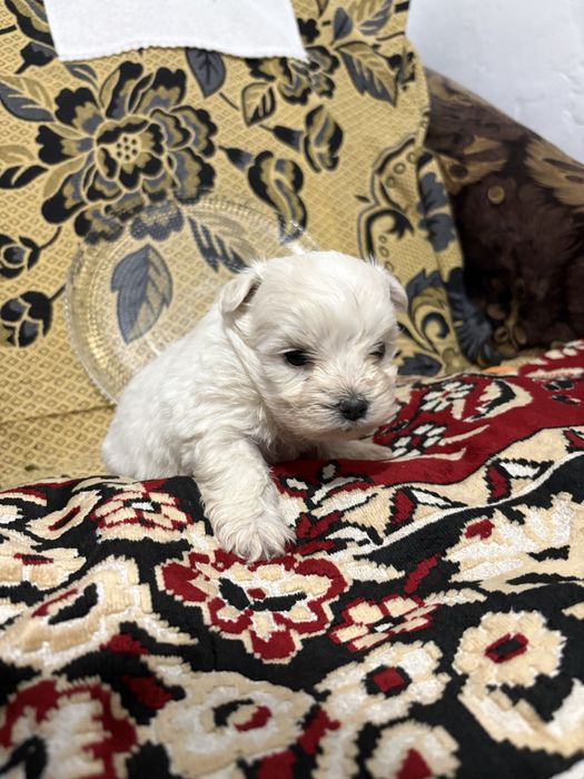 Bichon maltez mascul