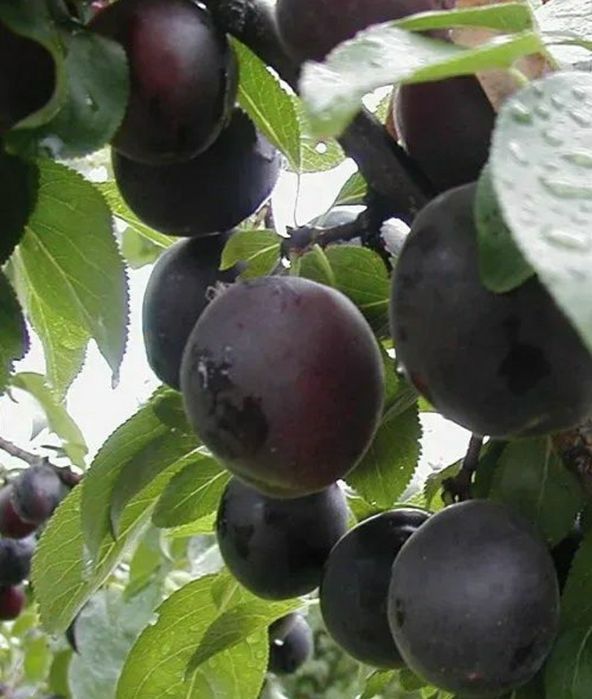Cais Deosebit (Aprisali )