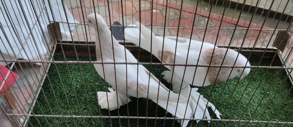 Тасман пара. Ранглари тоза. Пайполари котта Кабутар Голуб кабтар капта