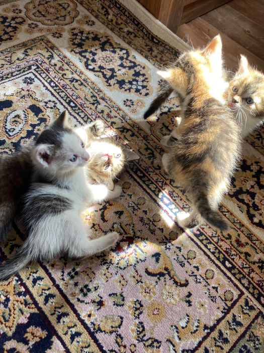 Котята бесплатно