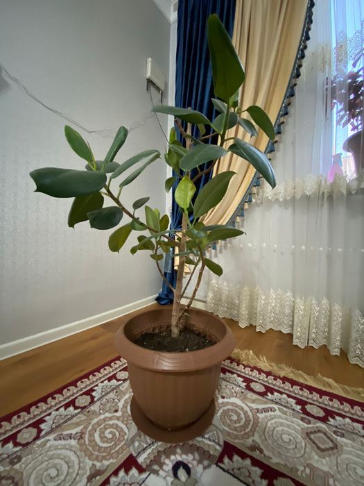 Фикус комнатные растения