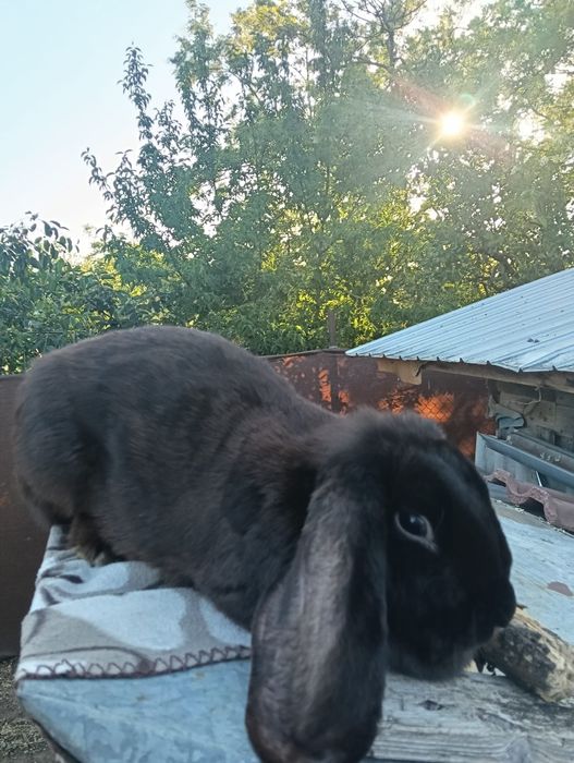 Vând femelă berbec german