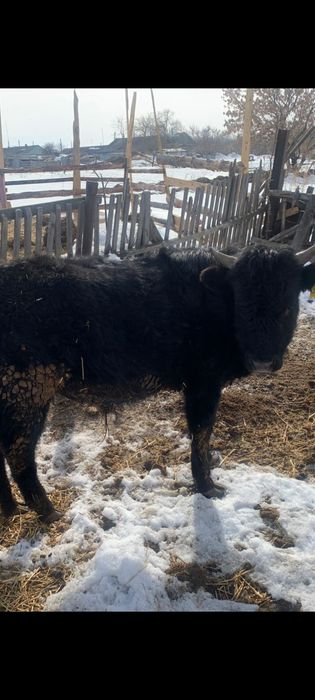 Продам Бычков срочно