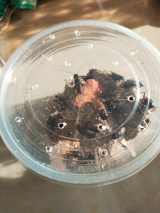 Сверчки живой корм для рептилий и животных.