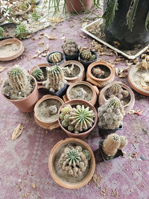 Различни кактуси по 5лв бройка