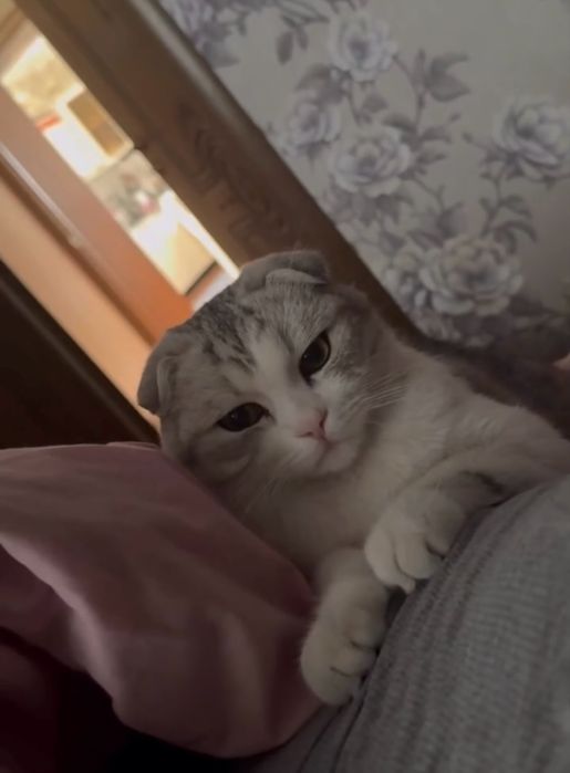 Продается шотландский вслух (мальчик)