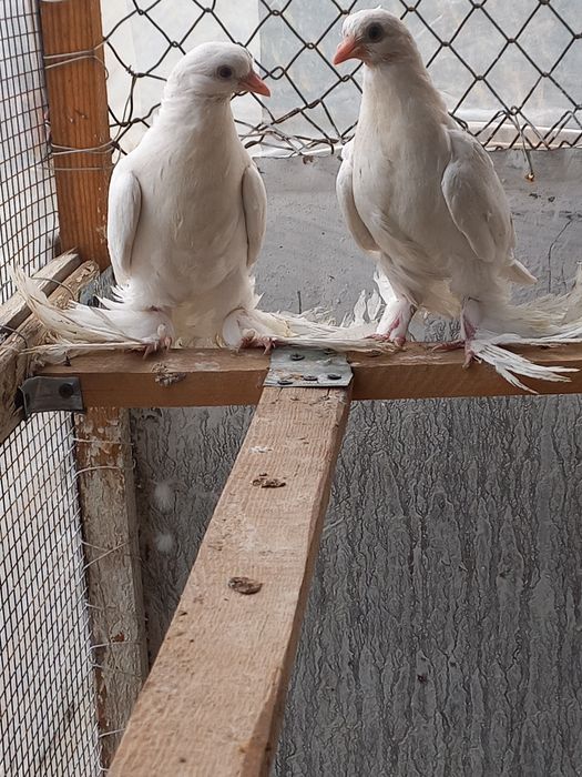 Голуби игровые тасманы