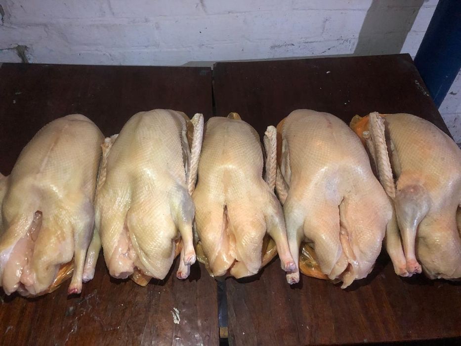 Мясо гусей / Гуси