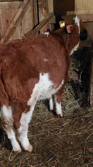 Продам тёлочку 6-месяцев!