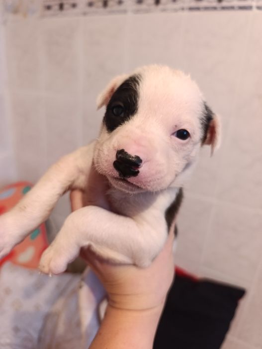 Продам щенков,Стаффорд с питом