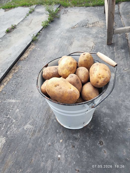 Продаётся картофель домашний