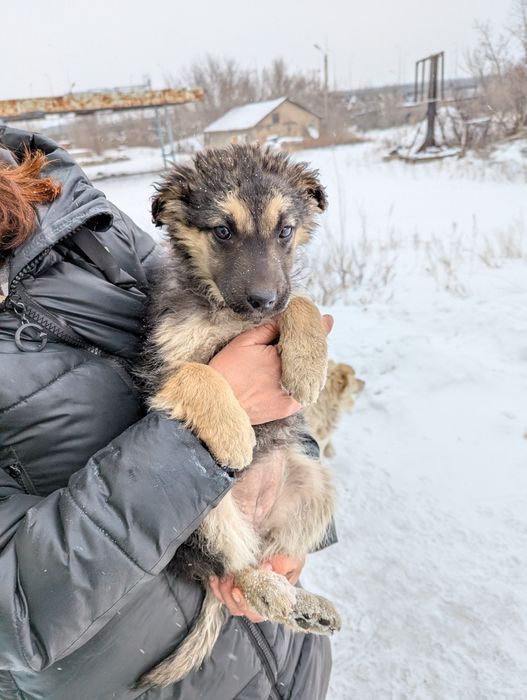 Даорю щенков в добрые руки
