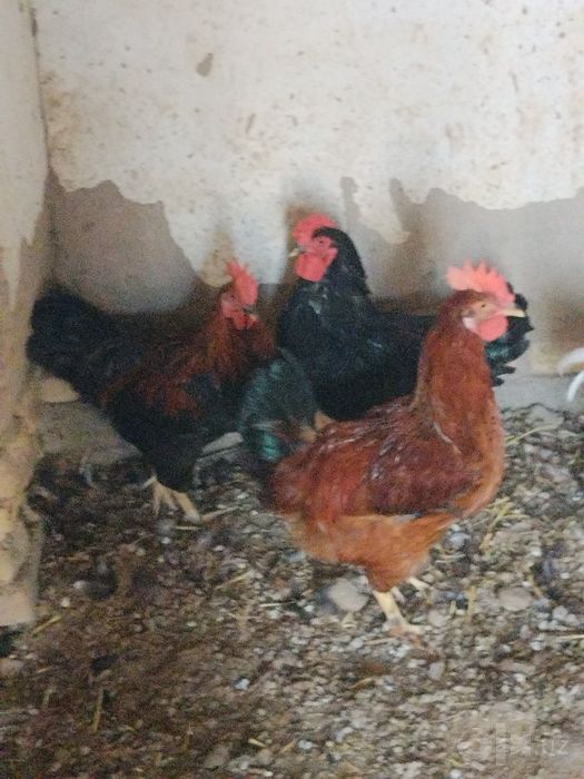 Хуроз сотилади 2 кг