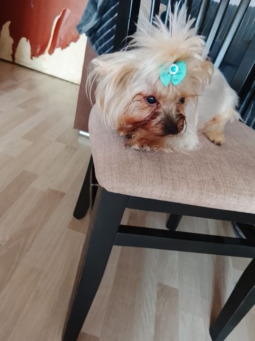 Мини йоркита, момче и момиче!