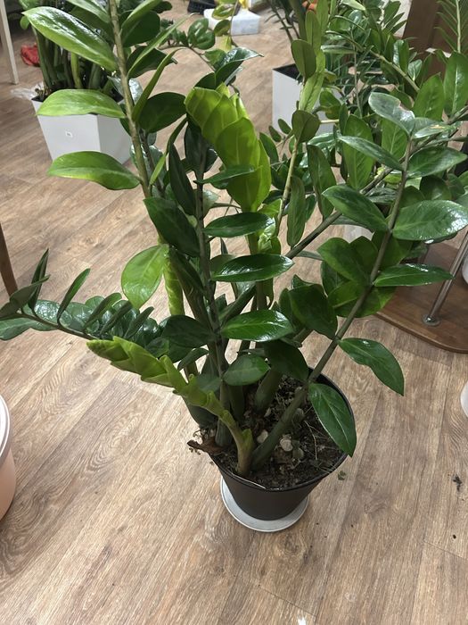 Продам Замиокулькас с горшком