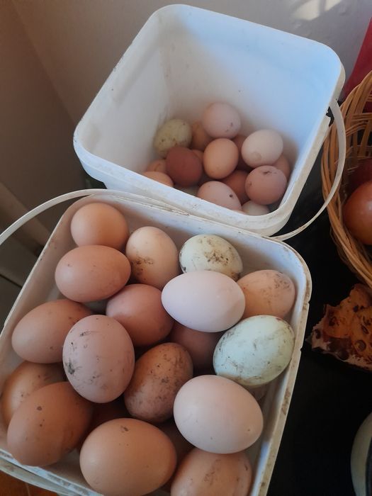 Oua de gaina de tara