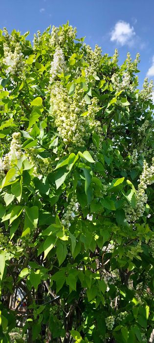 Сирень под срез город Актау