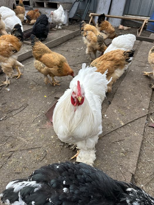 Петухкохинхин белый