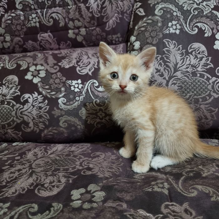 Продам котенка порода британец