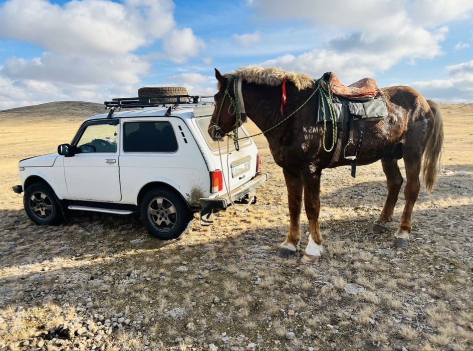 Полутяж құнан сатылады