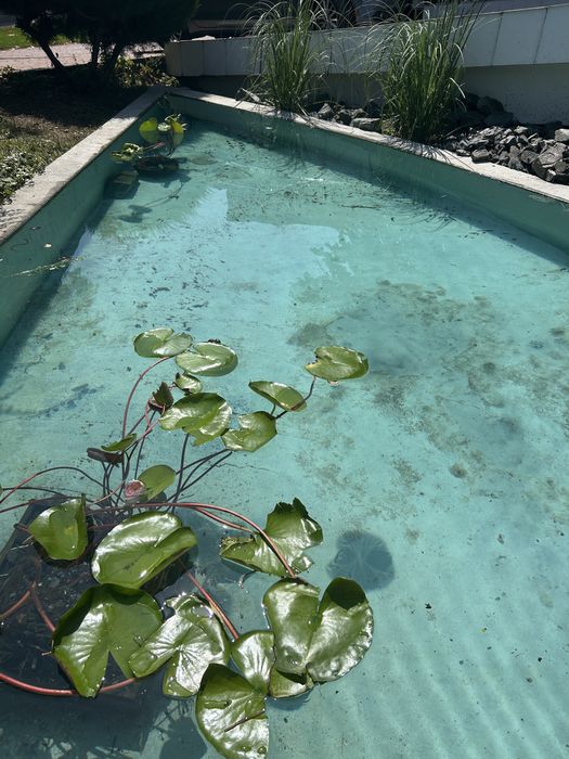 Amenajare, mentenanta acvarii si iazuri