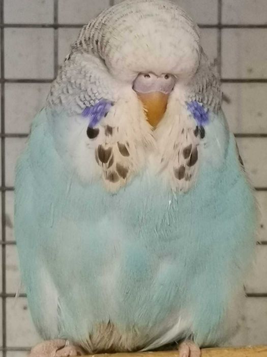 Perusi standard si hagoromo inelati+documentatie