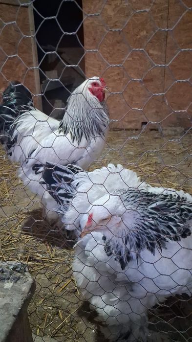 Oua brahma.diferite culori