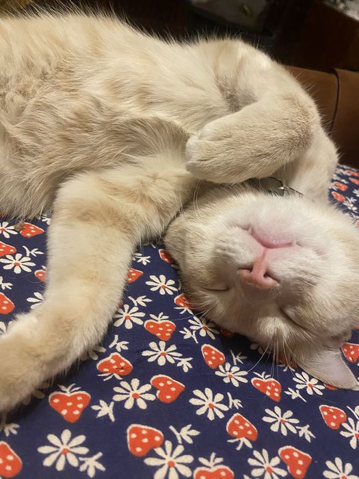 Отдам милого котика