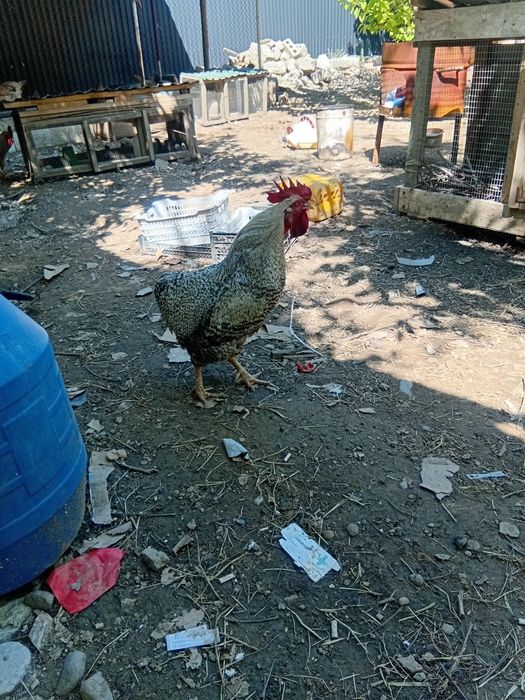 Продам петух доминант 2 летний большой, можно на мясо