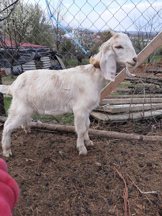 Tapisori anglo nubian  vârsta 2 luni