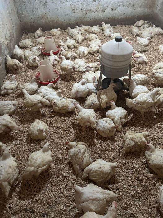 Pui de rasa mixta/Puicute ouatoare//Pui de carne