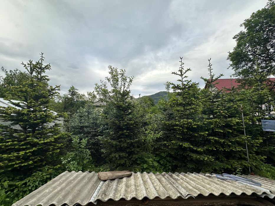 Brazi Argintii de vânzare