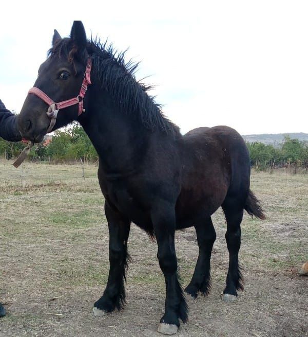 O iapa mare de vanzare are si mănza ardeneza da se vinde separat
