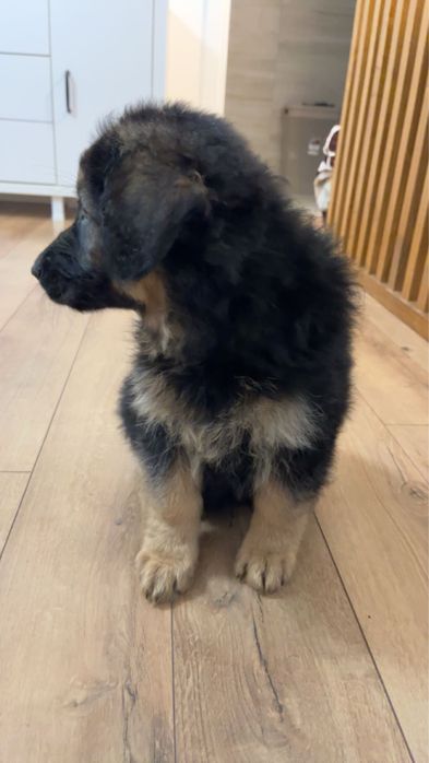 Donez pui ciobanesc german