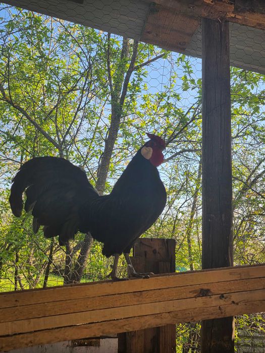 De vânzare  ,Cocoșii Rozecomb Bantam