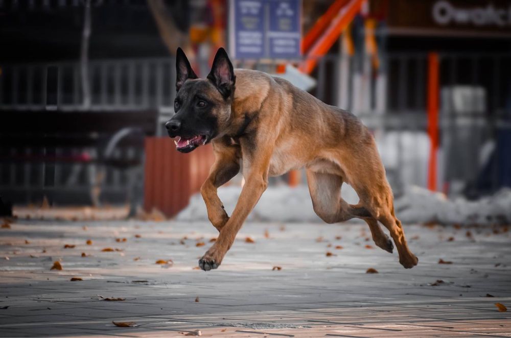 Бельгийская овчарка малинуа