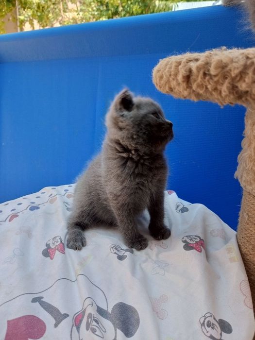 Котята 2 месяца один мальчик 2 девочки