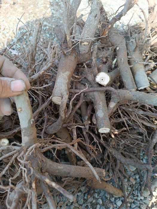 Pavloniya kochatlarimiz sotuvda bor arzon narxlarda