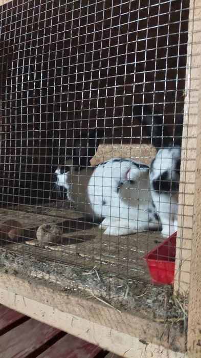 Vând 5 iepuri cu cuști!