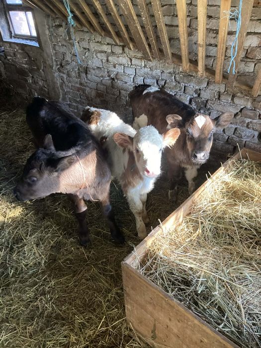 Продавам три женски телета месодайни