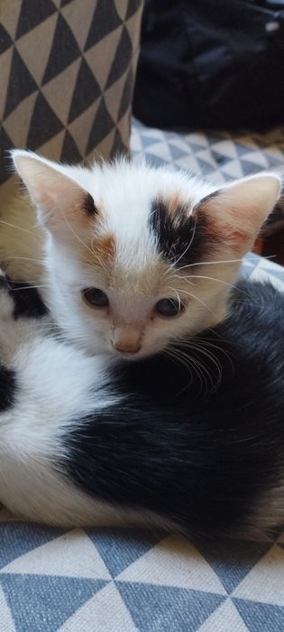 Подаряваме котенца