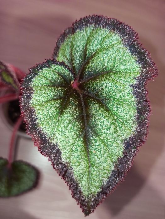 Бегония сортовая