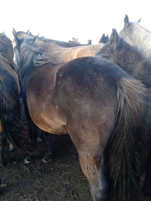 Продаётся жеребец - айгыр