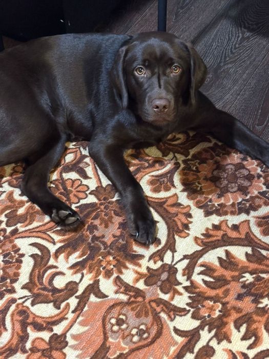 Ищем лабрадора нашего помёта